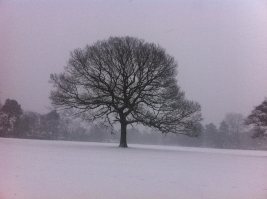 single tree in the snow