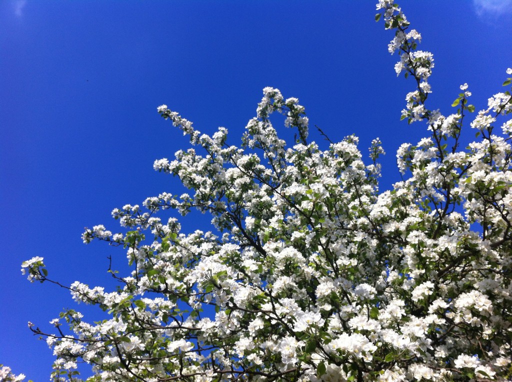 plum blossom
