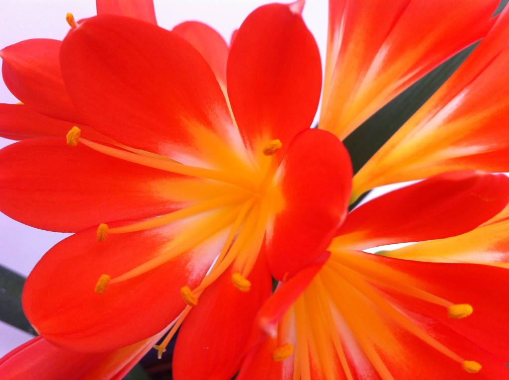 clivia houseplant