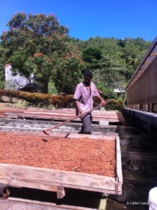 drying rack for cocoa beans