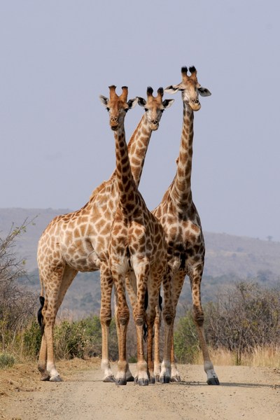 three giraffes