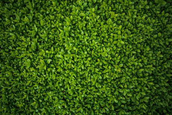 green leaves